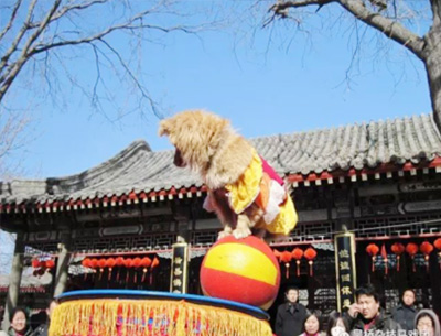 驯狗